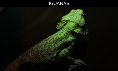 iguana_page
